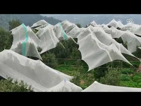 Beautiful Morning# wow# Nature# Nitika- Jasmine Paradise#