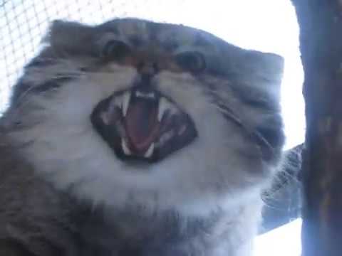 Terrifying manul footage