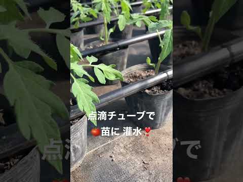 園芸 点滴散水