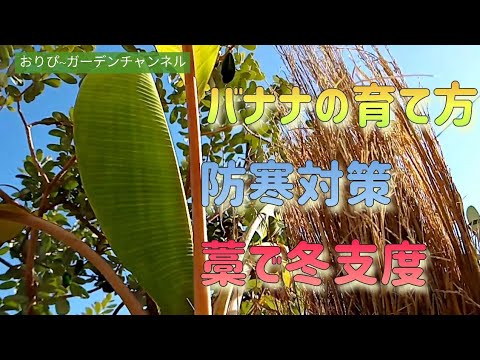 バナナの木を寒さに耐えて越冬させるための役立つヒントはありますか?  庭園