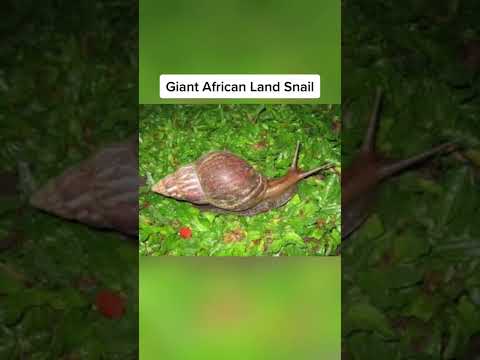 Animals That are bigger than you think