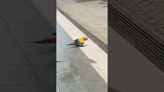 Download lagu burung macaw lepas tpi gak mau terbang 🤭 #macaw #burungparuhbengkok #macawindonesia #macawbird mp3