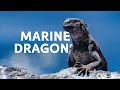 Marine Iguanas The Mini Dinosaurs Under Threat In The Galapagos Islands Vanishing Dragons