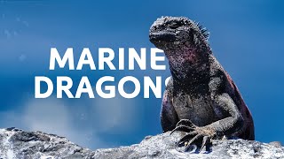 Marine Iguanas: The Mini Dinosaurs Under Threat In The Galapagos Islands | Vanishing Dragons