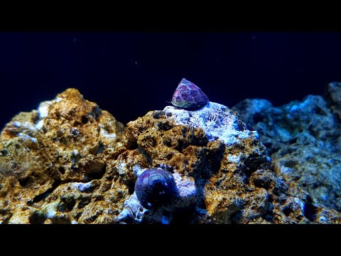 Nano Reef Vlog | 1wszy miesiąc | Ślimaki - ekipa sprzątająca | tanie akwarium morskie | (05)