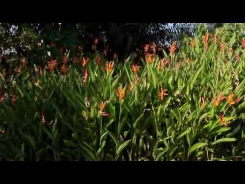 Selva Madre - Ayahuasca retreat, Don Luis - 1 of 4