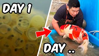 Download lagu DAY IN THE LIFE of a JAPANESE KOI BREEDER... mp3