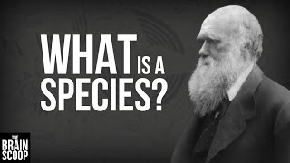 What is a species?