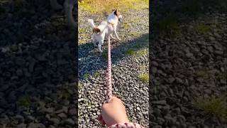 楽しいお散歩　#ジャックラッセルテリア #お散歩 #犬のいる暮らし