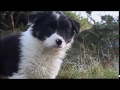Mist: The Tale of a Sheepdog Puppy | Family Film