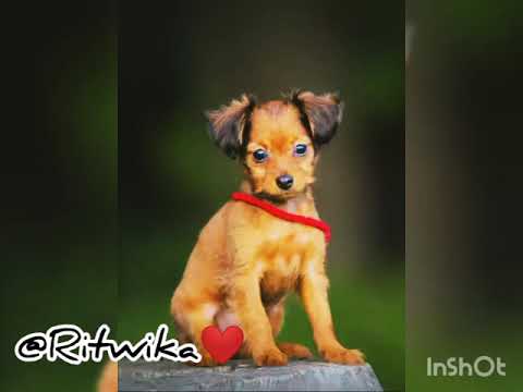 One Call Away ❤️ | Charlie Puth ❤️ | Dogs special ❤️