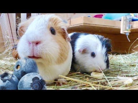 YouTube video about: Can guinea pigs eat black berries?
