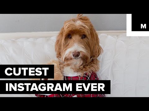 This Instagram-famous Dog Will Put You in the Christmas Spirit