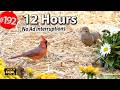 12 Hr Uninterrupted Cat TV Best Of Compilation Song Birds Squirrels No Ads LensMyth