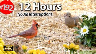 12 Hr. Uninterrupted Cat TV 😻 Best of Compilation Song Birds & Squirrels 🐦No Ads @LensMyth