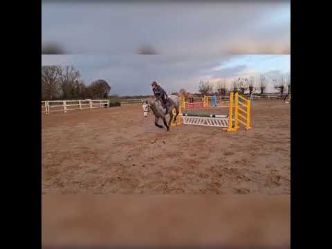 Connemara Pony - Lot 259 Sat 16th May Cliften Sale - Image 2