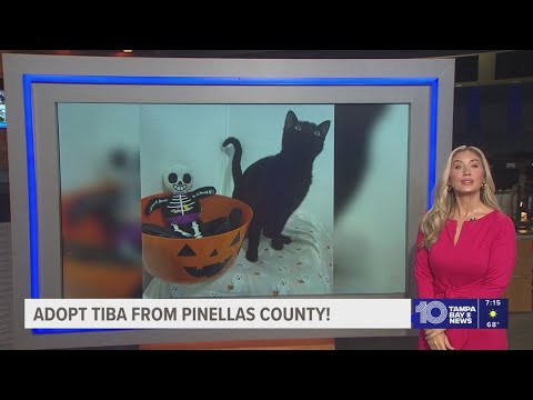 Give Tiba from Pinellas County a fur-ever home! - YouTube