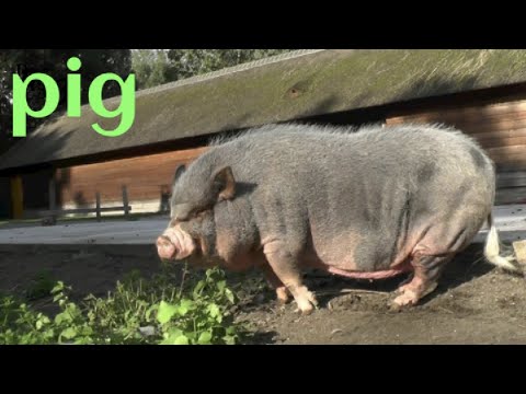 AWESOME MOTHER PIGS & THEIR PIGLETS - A Must See|Amazing Biggest Pig in The World 🐷🐷🐷🐷🐷🐷🐷🐷🐷🐷🐷🐖🐖🐖🐖🐖
