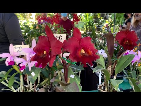 Fairchild’s Tropical Botanic Gardens Orchids In Bloom 2021 pt. 2 of 3