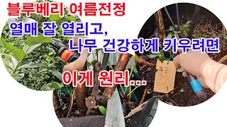 블루베리 여름전정. 열매 잘 열리고, 나무 건강하게 키우려면 이게 원리...(블루베리 재배, 블루베리 관리,…