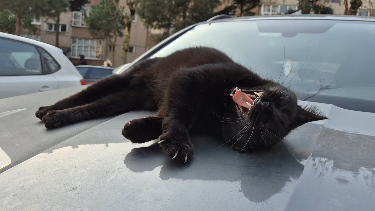 An Incredibly Affectionate and Friendly Black Street Cat.