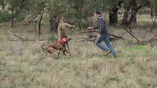 Man punches a kangaroo in the face to rescue his dog [HD]