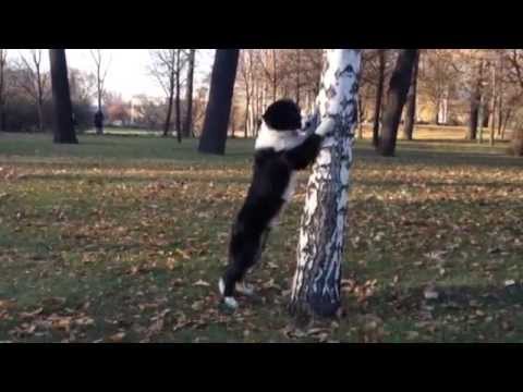 Border Collie Okkervil (5 month) growing up :)