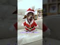 Moonpie has a wish for Santa #starboxdachshunds
