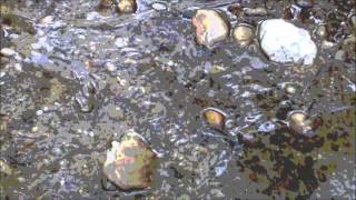 La perversió de l'aigua~~El Riu, Mazoni ~✿~ • ♥ '¸. • *' ;-)