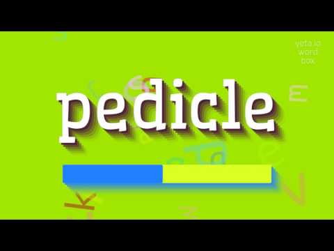 HOW TO SAY PEDICLE? #pedicle