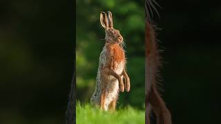Download lagu Brown Hare in Action 🐇💨 Racing at 77 kph! #wildlife #animalfacts #hare mp3