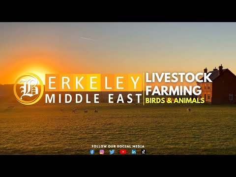 Berkeley Livestock Farm | Berkeley Middle East