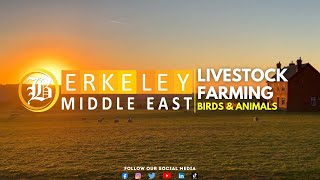 Berkeley Livestock Farm | Berkeley Middle East