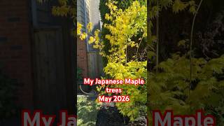 My Japanese Maple trees (except for the 1st one) Love the Acers #JapaneseMapleTrees