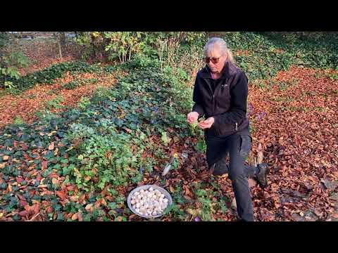 SÄTT VÅRLÖK PÅ HÖSTEN  - tips och råd