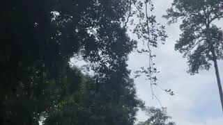 preview picture of video 'Taman Negara'