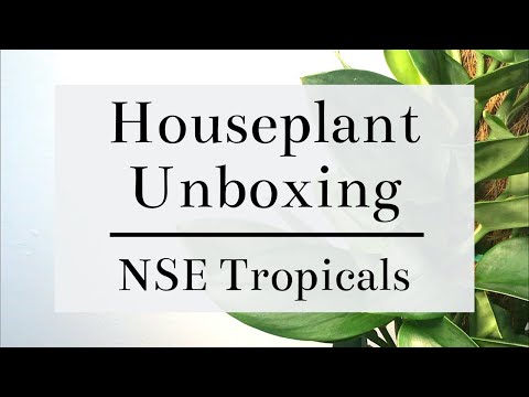 Uncommon Houseplant Unboxing | NSE Tropicals