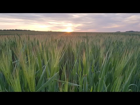 Ackerbauforum - Ramulariabekämpfung