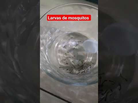 Feeding Fish with Mosquito Larvae. #aquarism #reefminute