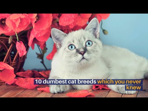 10 DUMBEST CAT BREEDS WHICH YOU NEVER KNEW