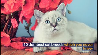 10 DUMBEST CAT BREEDS WHICH YOU NEVER KNEW