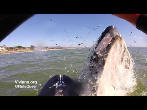 Whale Bumps Paddle Boarder Viviana FluteQueen Guzman in Half Moon Bay
