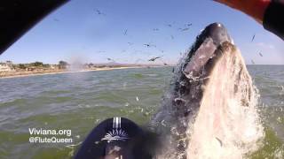 Whale Bumps Paddle Boarder Viviana 