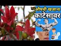 काटेसावर एक अद्वितीय औषधी वनस्पती Katesava