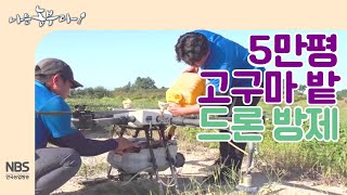 [나는농부다 217회] 스마트농업시대, 5만평 고구마밭 드론 방제
