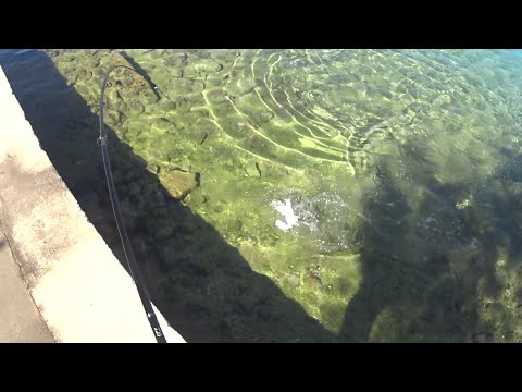 Prvi ribolov u 2024 - Lica i brancin (Leerfish and Seabass)