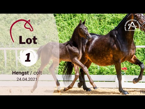 Lot1 CHAMPION K - 1. österreichische online Fohlenauktion