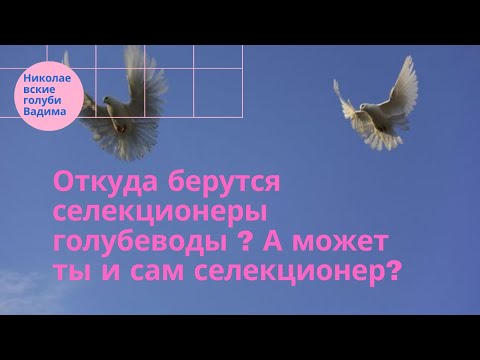 Откуда берутся селекционеры голубеводы ? А может ты и сам селекционер?