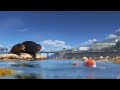 Marlin And Nemo Search For Dory They Find Sea Lions Instead Finding Dory Scene 16