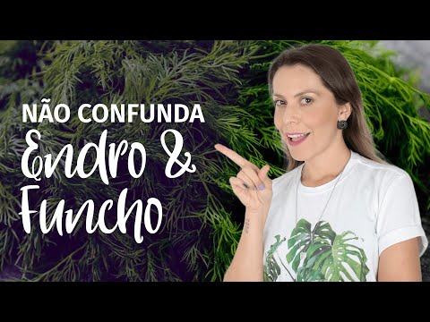 Diferença entre ENDRO e FUNCHO | Benefícios do ENDRO